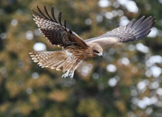 Czym się różni Tobi 1 od 2?