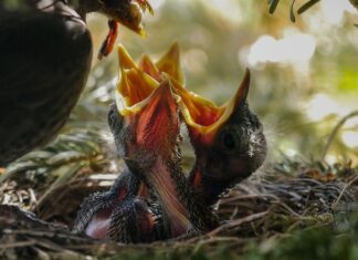 Jak karmić dziecko w chuście?